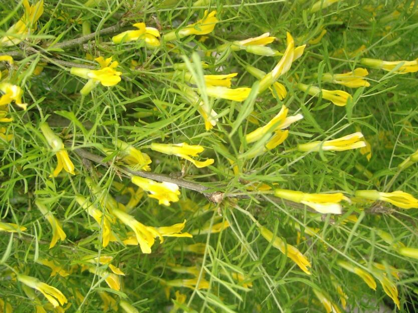 Karagana syberyjska LORBERGII Caragana arborescens C2/1-1,2m *K8