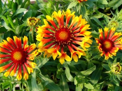 Gailardia SUN FLARE Gaillardia 