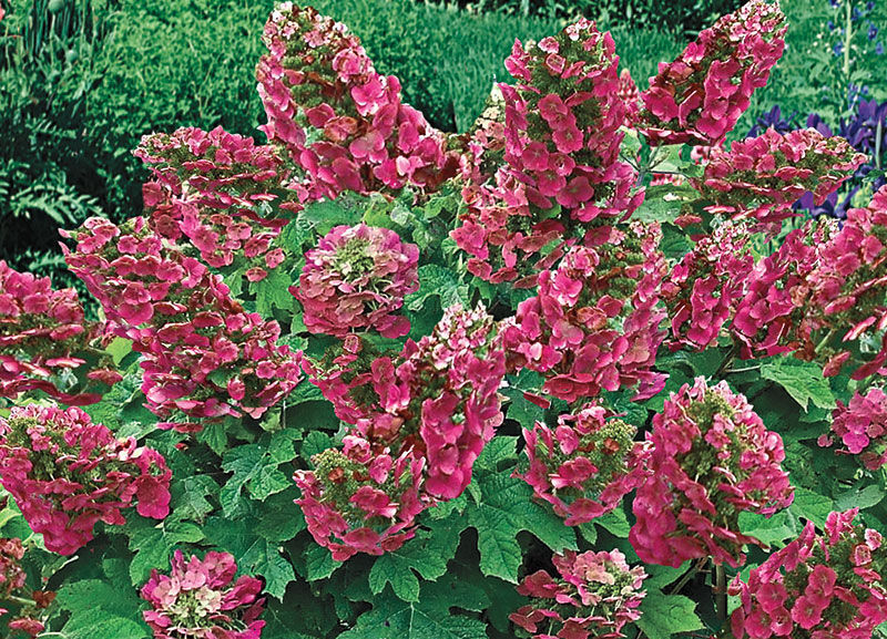 Hortensja dębolistna RUBY SLIPPERS Hydrangea quercifolia C3/30cm *T73
