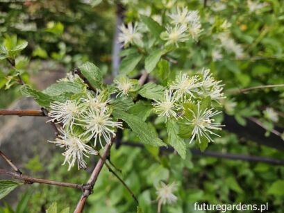 Neviusia alabamensis /C5 *K20
