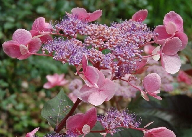 Hortensja kosmata HOT CHOCOLATE Hydrangea aspera /C4 *K20