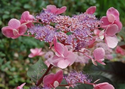 Hortensja kosmata HOT CHOCOLATE Hydrangea aspera /C4 *T28