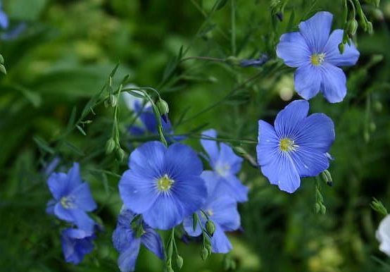 Len trwały niebieski Linum perenne blue /C1,5