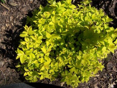 Tawuła japońska 'GOLDMOUND' Spiraea japonica