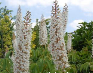 Kasztanowiec kalifornijski BLUE HAZE Aesculus californica /C2 *1T