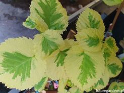 Davidia chińska LADY SUNSHINE Davidia involucrata C4-C5/60-90 *T73 *T51