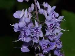 Isodon shikokianus var. intermedius syn.Rabdosia japonica var. shikokiana /P9