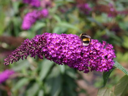 Budleja Dawida AFRICAN QUEEN  Buddleja davidii /C2