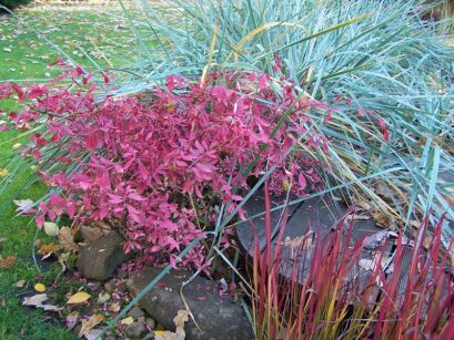 Trzmielina oskrzydlona SILVER CLOUD Euonymus alatus C2/10-20cm *K18