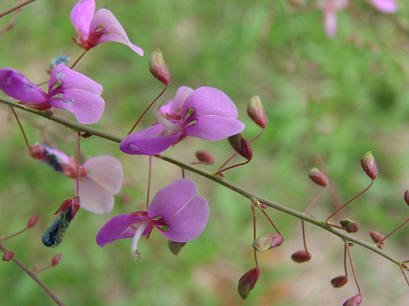 Desmodium elegans DARK FORM C2/30cm *T1
