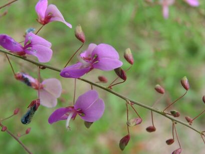Desmodium elegans DARK FORM C2/30cm *T1
