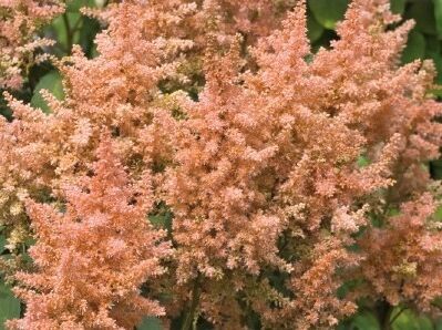 Tawułka Arendsa PEACH BLOSSOM Astilbe x arendsii /C2 *K7