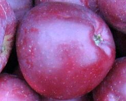Jabłoń MALINOWA OBERLANDZKA Malus
