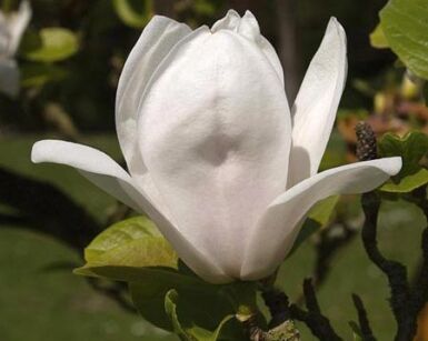 Magnolia Soulange'a ALBA LENEI C3/80cm