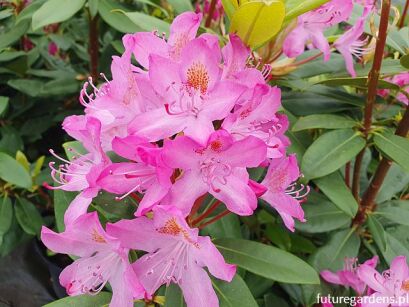 Różanecznik pontyjski ROSEUM Rhododendron ponticum C5/40-60cm *T73