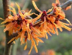 Oczar pośredni 'ORANGE BEAUTY' Hamamelis x intermedia