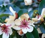 Magnolia laevifolia x figo WHITE CAVIAR /C3 *T36