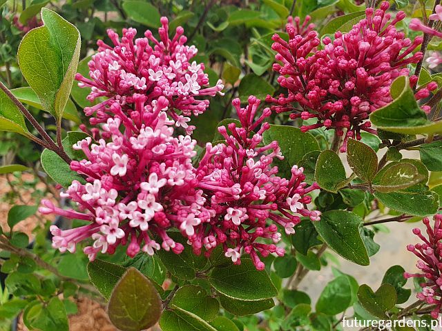 Lilak Juliana GEORGE EASTMAN Syringa juliana C2/40-60cm *K15