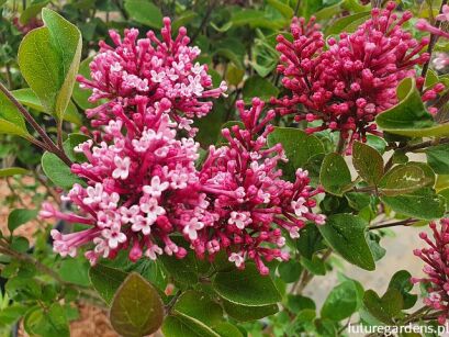 Lilak Juliana GEORGE EASTMAN Syringa juliana C2/30-40cm