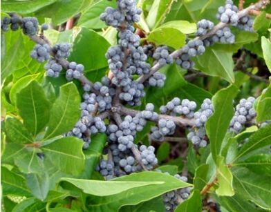 Myrica pensylvanica Morella pensylvanica M. cerifera Woskownica pensylwańska - 10szt. nasion