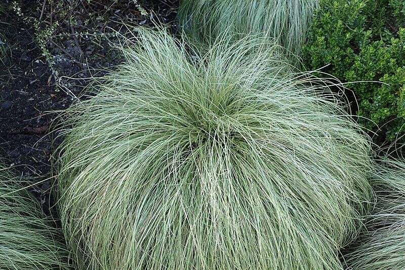 Turzyca biaława AMAZON MIST Carex albula /C2 *K5