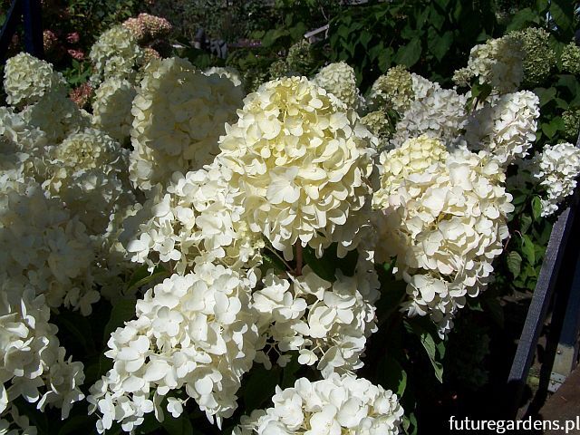 Hortensja karłowa LIVING SUMMER SNOW 'LCNO5' Hydrangea paniculata /C5