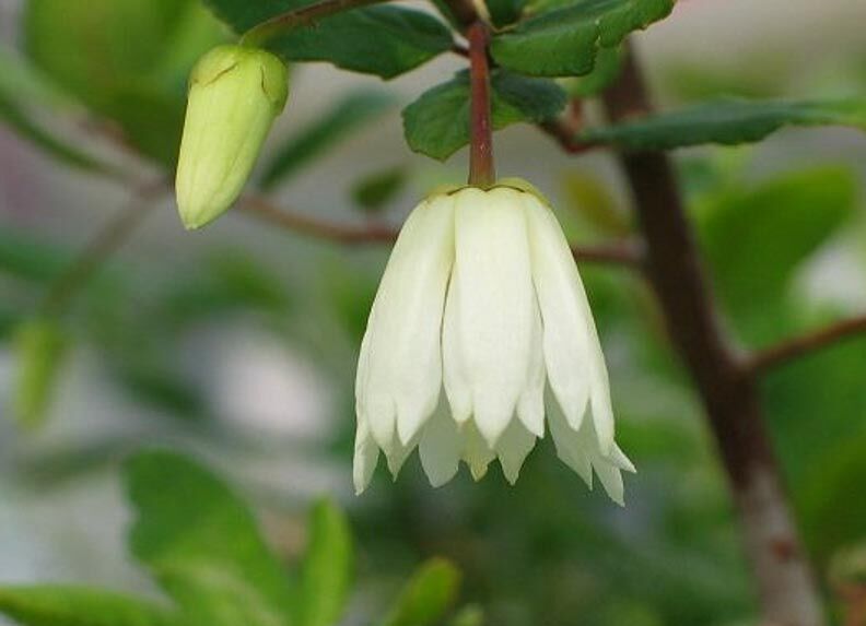Crinodendron hookerianum ALF ROBBINS C3/80cm *K15w5