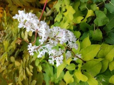 Rdestówka AUREA Fallopia C2/50cm