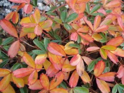 Pięciornik trójząbkowy NUUK Potentilla tridentata /C1,5 *K7