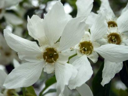 Obiela wielkokwiatowa Exochorda racemosa C4/100cm