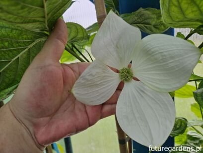 Dereń VULCAN® Cornus kousa C5/1,6-1,8m *K15