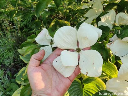 Dereń VULCAN® Cornus kousa /C3 *T25