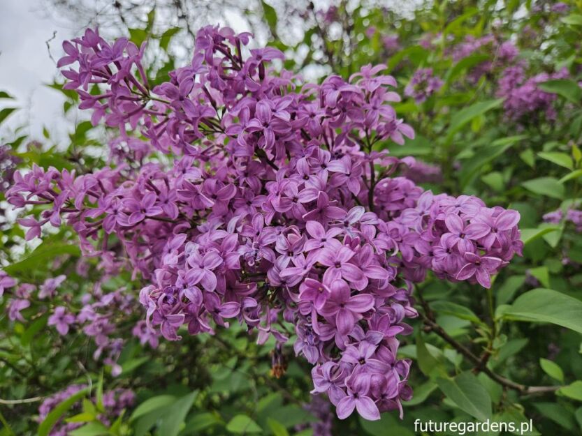 Lilak chiński SAUGEANA Syringa chinensis C5/60-80cm *K6