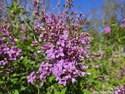 Lilak chiński SAUGEANA 5-letni Syringa chinensis C15/1,6-1,8m *K6