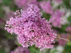 Lilak chiński SAUGEANA 5-letni Syringa chinensis C5(C12,5)/1,2-1,6m *K6