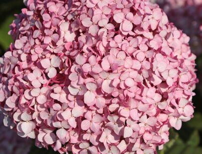 Hortensja krzewiasta Magical® PINKERBALL 'Kolpinbel' Hydrangea arborescens /C3