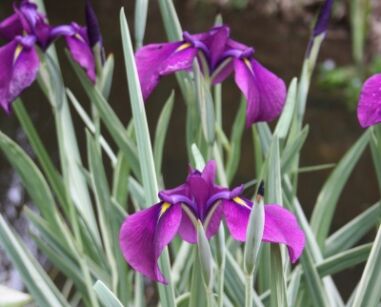 Kosaciec mieczolistny VARIEGATA Iris kaempferi Irys /C5 *K7