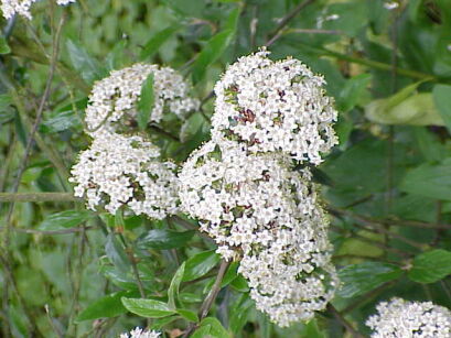 Kalina Viburnum utile C2/40cm *K8