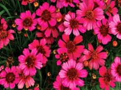 Nachyłek GARNET Coreopsis /C1,5
