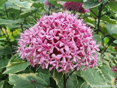 Clerodendrum bungei PINK DIAMOND syn.Clerodendrum foetidum C4-C5/40-60cm *T70-T71