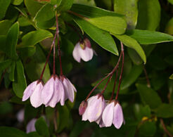 Sollya heterophylla PINK CHARMER in.Billardiera heterophylla C3/80-100cm *T30