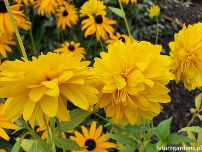 Rudbekia naga GOLDEN GLOW Rudbeckia laciniata /P9 *P1