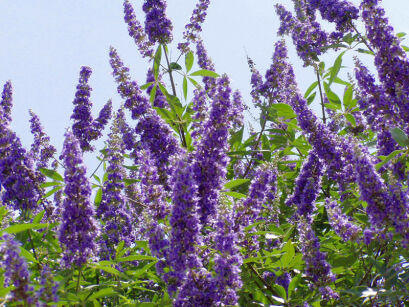 Niepokalanek korzenny DELTA BLUES Vitex agnus-castus C5/40cm *K1