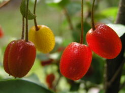 Jagoda gumi UROZ HAYRAYA VARILOVA Elaeagnus multiflora C3/30cm *K12