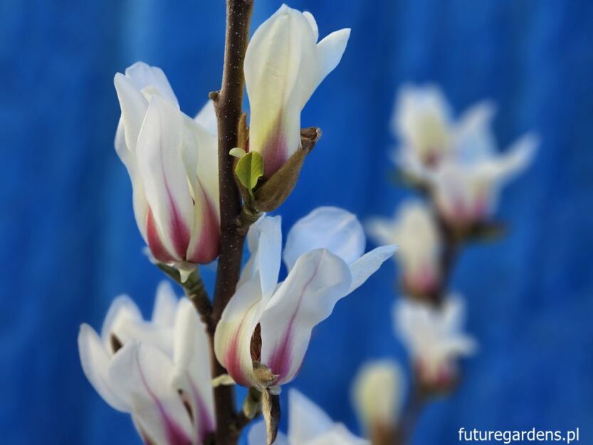 Magnolia concinna SUNRISE C7,5/60-80cm *T45