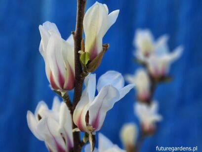Magnolia concinna SUNRISE C7,5/60-80cm *T45