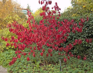 Trzmielina zimozielona RED WINE Euonymus grandiflorus C20/1,4-1,8m