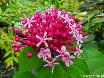 Clerodendrum bungei /C2 *K9 *T1