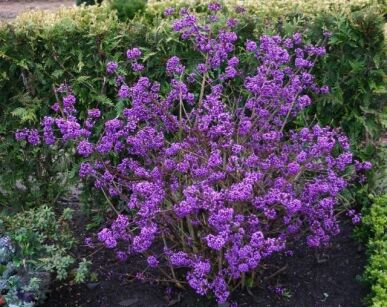 Pięknotka pstrolistna KOSHIMA No HOMATE Callicarpa japonica /C2 *K12