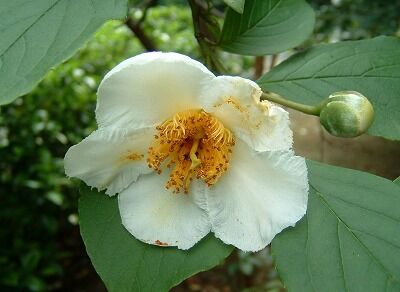 Stewarcja kameliowata Stewartia pseudocamellia C3/80cm *K15